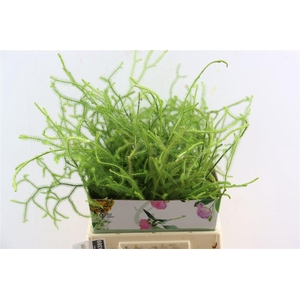 Lycopodium Vine