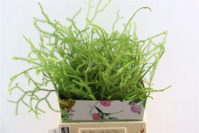 <h4>Lycopodium Vine</h4>