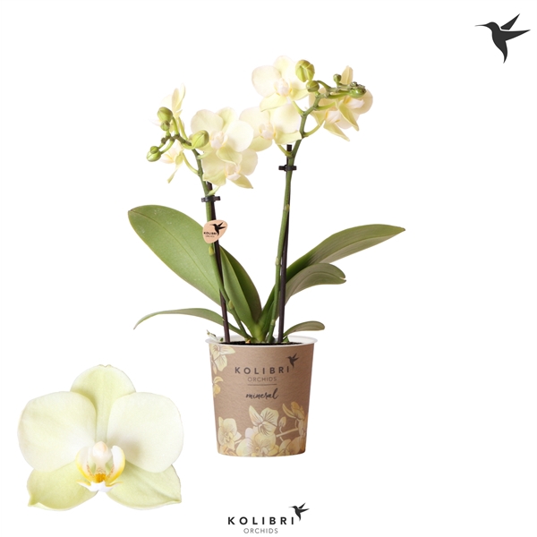 <h4>Kolibri Orchids Phalaenopsis Mexico 2 spike</h4>