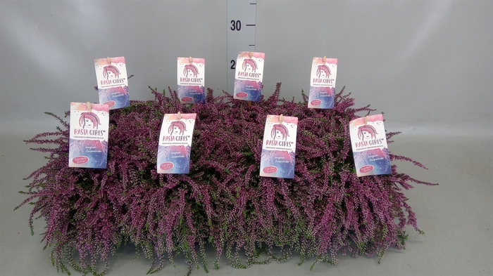 <h4>Calluna vulg. 'Garden G Rasta Girl'</h4>