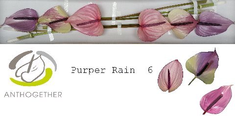 ANTH A GEM purper rain 6