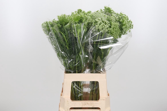 <h4>Ammi Visnaga</h4>