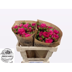 R TR BARONE FREILAND