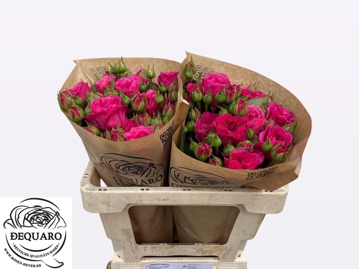 <h4>R TR BARONE FREILAND</h4>