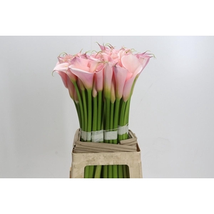 Zantedeschia Eydolls Pink