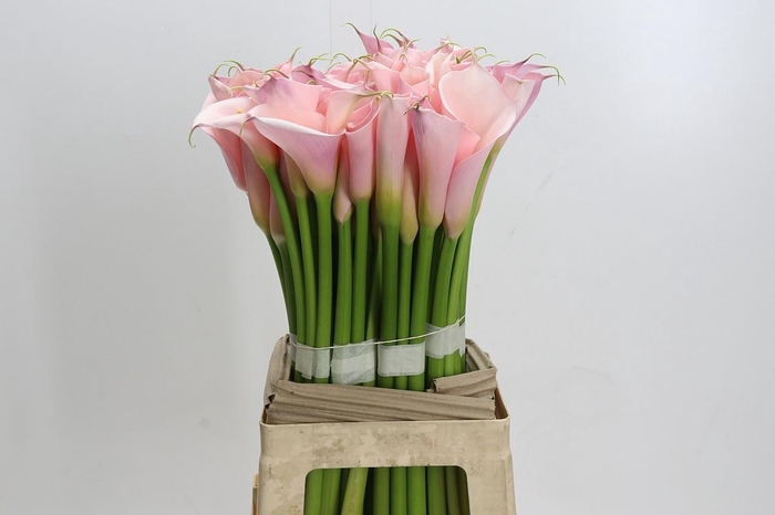 <h4>Zantedeschia Eydolls Pink</h4>