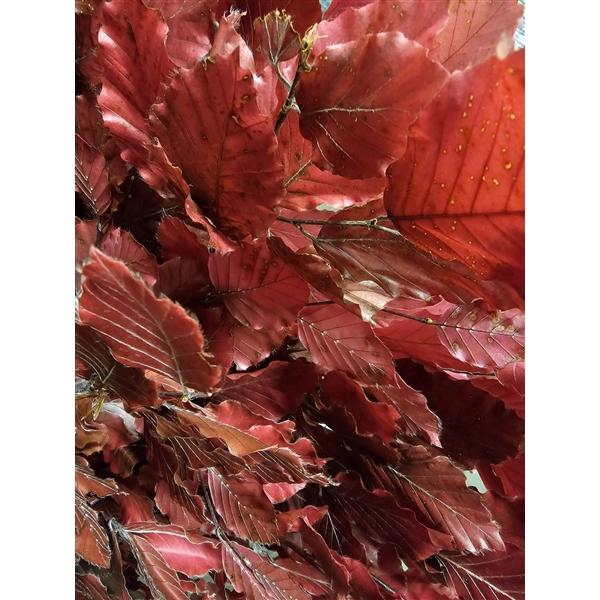 <h4>GESTABILISEERD BEUK CERISE</h4>