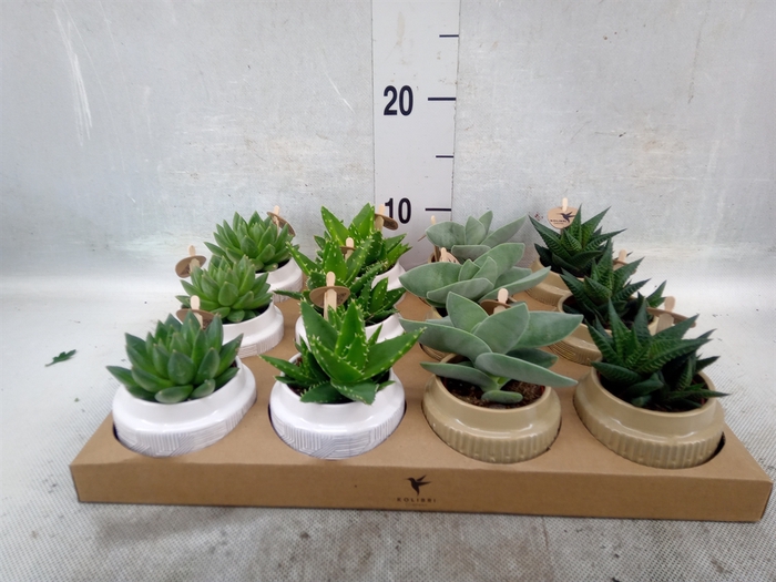 <h4>Succulents   ...mix 3</h4>