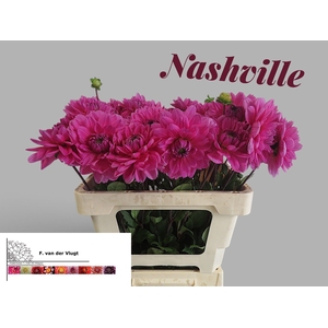 DAHL NASHVILLE