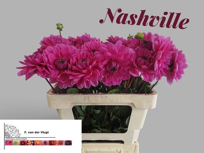 <h4>DAHL NASHVILLE</h4>