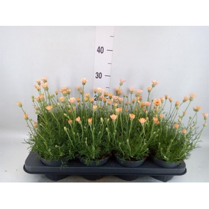 Rhodanthemum hosm. 'Zagora Orange'