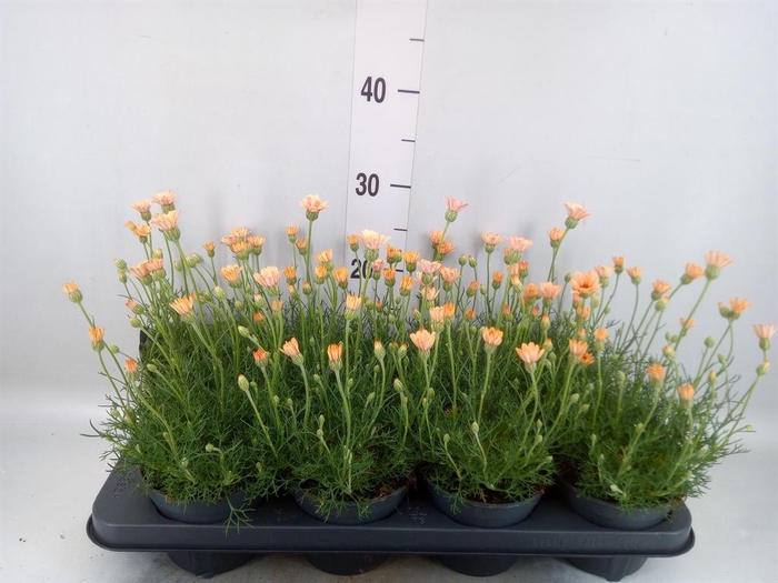 <h4>Rhodanthemum hosm. 'Zagora Orange'</h4>