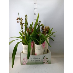 Cymbidium  'Magic Vogel'