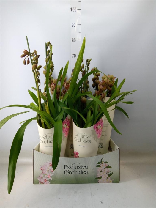 <h4>Cymbidium  'Magic Vogel'</h4>