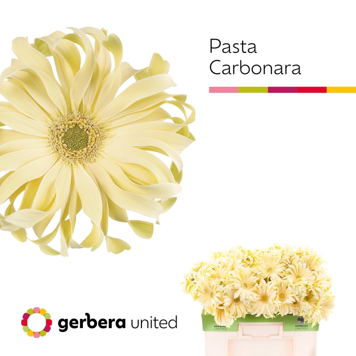 <h4>Gerbera Pasta Carbonara Water</h4>