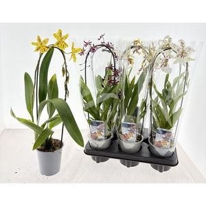 ORCHIDEEEN GEM
