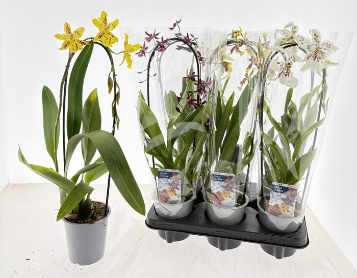<h4>ORCHIDEEEN GEM</h4>