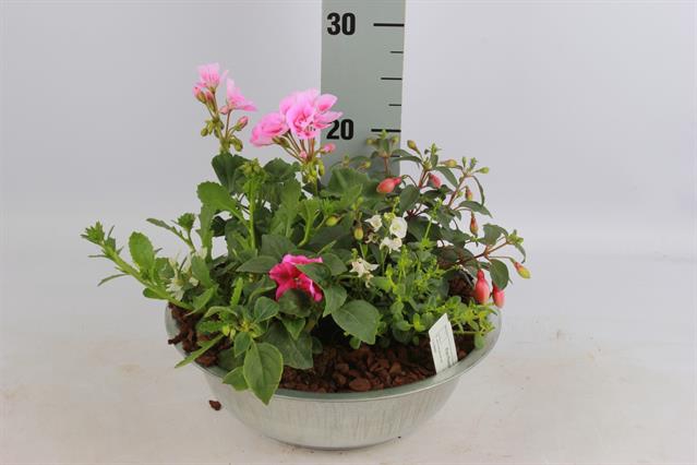 ARR TUINPLANTEN