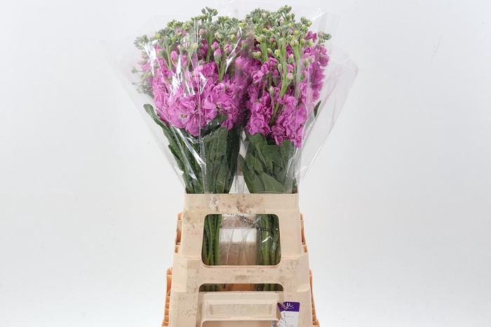 <h4>Matth Wave Pink ECU</h4>