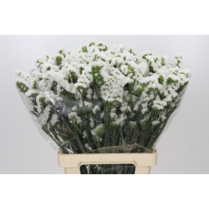 Limonium Sinuatum White