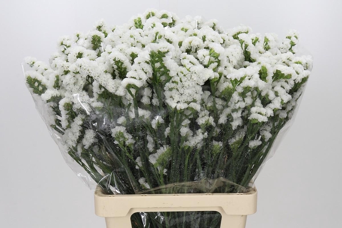 <h4>Limonium Sinuatum White</h4>