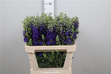 <h4>Cons R Q Dark Blue</h4>