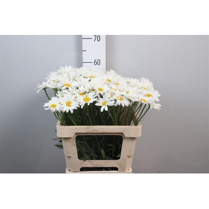 Leuc White