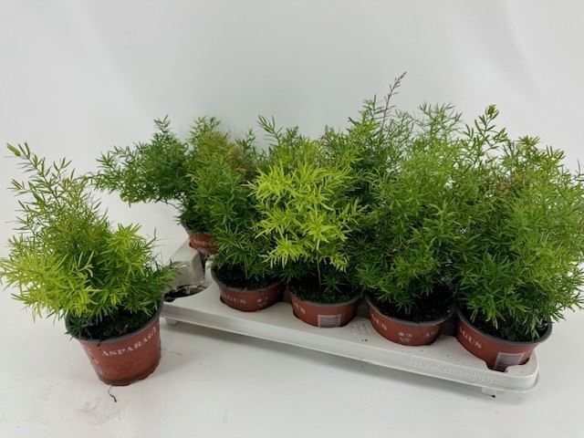 <h4>Asparagus dens. 'Cwebe'</h4>