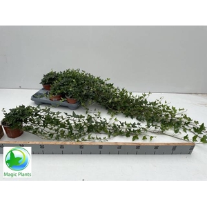 HEDERA SHAMROCK XL