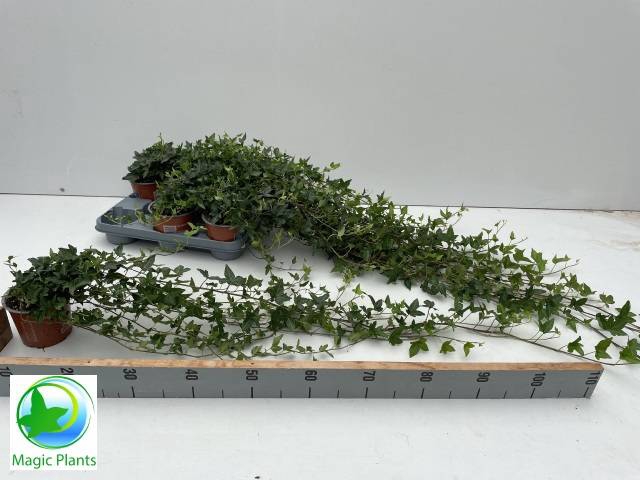 <h4>HEDERA SHAMROCK XL</h4>