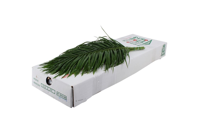 <h4>Phoenix 60 Wit</h4>
