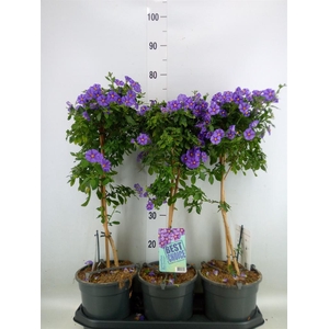 Lycianthes ran. 'Blue Fountain'