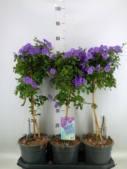 <h4>Lycianthes ran. 'Blue Fountain'</h4>