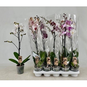 PHAL GEM
