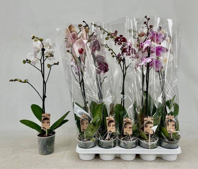 <h4>PHAL GEM</h4>