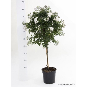 SOLANUM JASMINOIDES p23