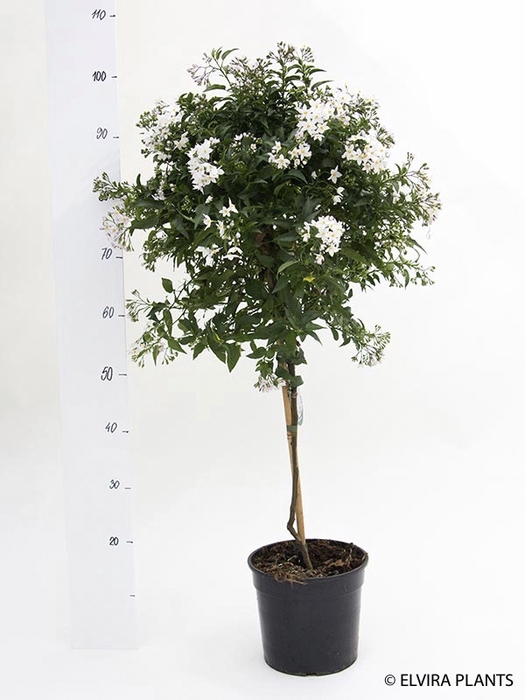 <h4>SOLANUM JASMINOIDES p23</h4>