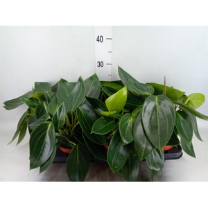 Peperomia