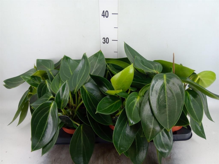 <h4>Peperomia</h4>