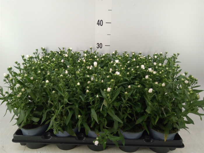 <h4>Aster   ...</h4>