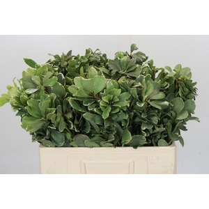 Pittosporum Ilan