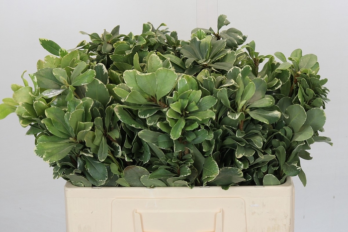 Pittosporum Ilan