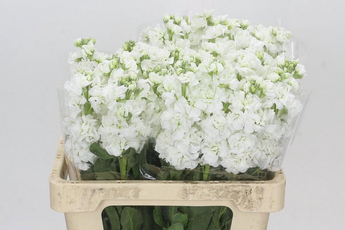 <h4>MATTH IRON WHITE</h4>