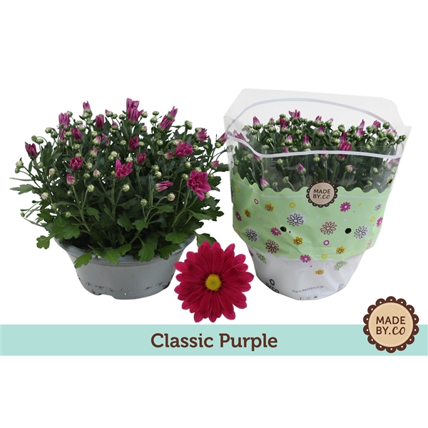 <h4>Chrysant Classic Purple</h4>