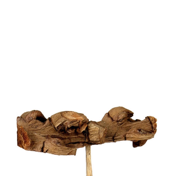 <h4>Bijsteker Coco bunch 9cm + 12cm stok</h4>