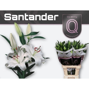 Li Or Santander 4+