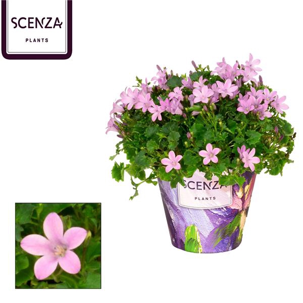 <h4>Campanula Porto Pink Senza</h4>