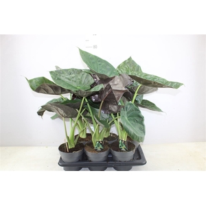 Alocasia Wentii A2