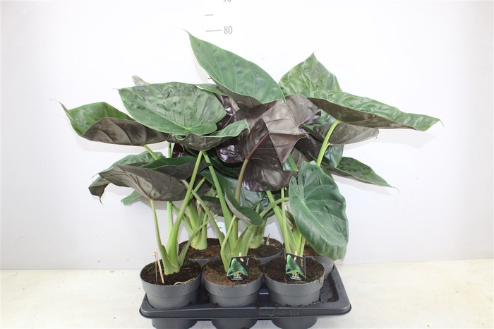 <h4>Alocasia Wentii</h4>