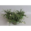 Erigeron karvinskianus Profusion